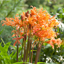 꽃무릇 상사화 구근 5구 세트, 제주 상사화 구근 5구