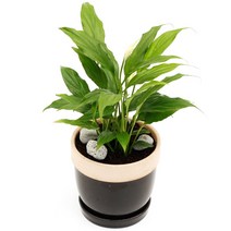 아침향기 공기정화식물 도토리화분 40종, 스파트필름, 도토리 화이트