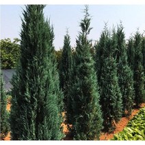 묘목 블루엔젤 (고산향나무) (삽목1년) 5주 W1209