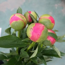 작약 코랄썬셋 / 강남고속터미널꽃도매시장 신선한 생화택배