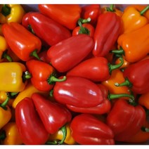 1+1 파프리카 시즈닝분말 가루 향신료 400g 총800g