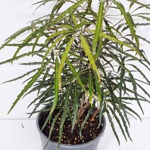 아라리아 아랄리아 중품 아라리아키우기 공기청정식물, 365바운스 본상품선택, 1개