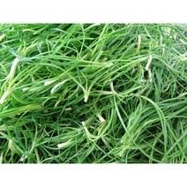 #가락시장 나물이네# 당일경매 영양부추 2kg/오후2시이전주문당일출고99%/주말 공휴일제외, 2kg