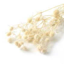 에린지움 프리저브드플라워 - 보존화 DIY재료, 에린지움 아이보리