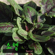 허브여울 소렐(식용허브/노지월동) 지름 9cm 소품 허브화분, 1개