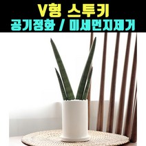 곰빵몰 V형 스투키 미세먼지제거 실내공기정화식물