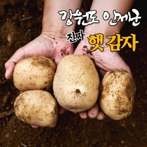 강원도 고랭지 햇 수미 감자 3kg 5kg 10kg 친환경 알 포슬포슬 두백 찐 감자, 10kg(중/소), 1개