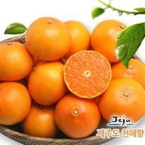 [올찬농산] 천혜향(대/중) 5kg(24~30과)_제주직송, 상세 설명 참조