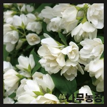 (나무농장) 고광나무(스노우벨) P9 포트