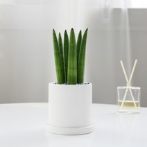 보거스플라워 산세베리아 스투키 사각 원형 미니화분, 1개, 일자소형+원형화이트