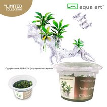 AquaArt 아쿠아아트 아누비아스 나나 판골리노 무균 수초