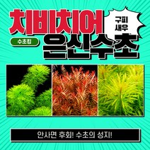 [수초킹] 치비치어 은신수초 3종세트 / 구피 새우 치어 치비 암브리아 로타라 인디카 홍콩 루드위지아 구피수초 수초 수초전문 수초도매 부상수초 초보 어항 수초세트, 3종 10촉(자이언트암브리아2촉+인디카6촉+쿠바2촉)