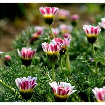 구름국화-아나시클루스 10cm화분묘 (묘종 3개 묶음) 노지월동다년초 허브식물 [꽃심야생화]