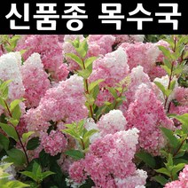신품종 목수국/바닐라프레이즈 나무 묘목 4치포트 3개/정원/공원/조경수