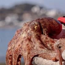 자연산 여수 돌문어 싱싱한 문어 산지직송 1kg