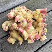 23년 국내산 특품 햇 흙생강, 흙생강1kg