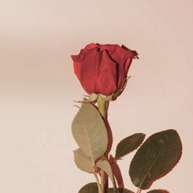 [캔들이케아] 국내산 프래그런스 오일 50ml 108종, 13_No.5