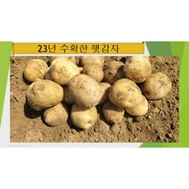 2023년 수확 국내산 충북 괴산 수미 햇감자 특크기 10kg, 1개