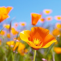 [모야모 꽃씨] 금영화(캘리포니아포피) 오렌지색 30립 씨앗