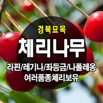 [경북농원] 체리나무묘목 신품종 자가수정 (라핀/레기나/좌등금/나폴레옹등등) 접목묘, 스위트하트 (자가수정) 접목  상묘