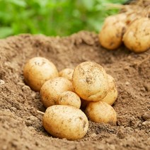 수미감자 특 5kg 국산 강원도 제주 햇감자 진맛깔, 1개