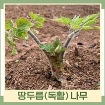 두릅나무 묘목 땅두릅 독활 10구