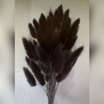 뉴 프리저브드 수입꽃 강아지풀 ( 라그라스 60송이 블랙 중국 ) DIY꽃 인테리어 장식 말린꽃 프리저 풍성한다발 강아지풀