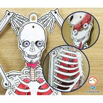 인체의비밀-골격과내장(100cm)(5인용) RSZ