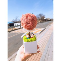 스칸디아모스 토피어리 화분 집들이 개업용 선물 캘리그라피화분, 모스그린(초록)