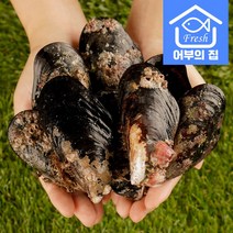 국내산 제철 섭 홍합 찜 탕 담치 1kg, 담치 왕 1kg [3~10미], 1개