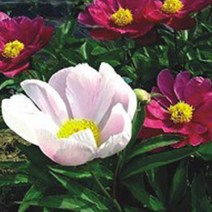 작약 구근 함박꽃 약용 씨앗 야생화 꽃씨 종자 100립 정원꾸미기-72394EA, CR_ 본상품선택