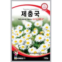 세계 제충국 씨앗 다년생 아스타 달마시안 살충제 국화과 봄 여름 가을 꽃씨 종자, 금어초