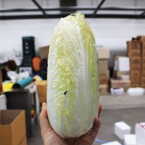 알배기 배추 1통 쌈배추 가락시장 채소, 알배기 1통