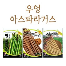 주주씨앗 우엉 아스파라거스 3종 씨앗 / 고후끼 / 고야비 / 우엉 / 아스파라거스 / 씨앗열매 / 뿌리 / 모종 / 파종 / 텃밭 / 세계종묘, 2. 고야비우엉 400g