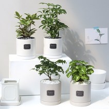 아침향기 공기정화식물 무광 원형화분 [브라운], 1개, (무광원형/그레이)팔손이