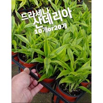 산데리아-10개or20개/공기정화로 유명한 드라세나속의 식물, 20개