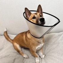 대형견 특대형 수술후 플라스틱 넥카라 진돗개 허스키 멍멍이