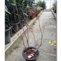 블루베리묘목 결실주 금강원예, 블루레이 결실주(4년생)