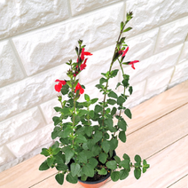 [모종가게] 체리세이지 화분 / 허브키우기 허브 텃밭 홈카페, 체리세이지화분