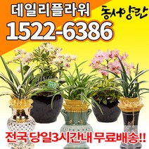 동양난 서양난 개업 승진란 승진축하난 고급난 배달, (선택01)철골소심(꽃대x)