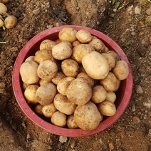 정선농부 두백 감자 특상품 강원도 정선 산지직송, 10kg