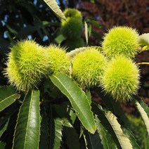 세종식물원 밤나무 묘목 옥광 삼조생 대보 포르단, 4. 포르단