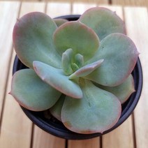 백봉 키우기 쉬운 거실 실내 다육 랜덤발송1-30