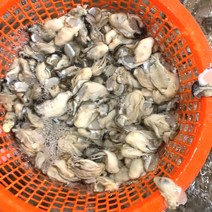 통영 최상급 생굴 1kg, 1개, (입망)석화 10kg