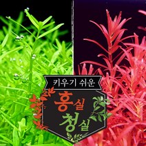 [미초 서비스증정] 입문자용 키우기 쉬운 수초 세트 2종(총 19촉)+서비스증정 / 초보자 수초 / 수초 세트 / 구피 수초 / 치어 수초