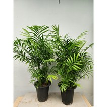 테이블야자 키 70cm 11900