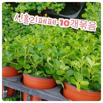 꽃나라엘리스 신홀리페페-10개묶음/작은 잎이 정말 귀여운 신홀리페페에요