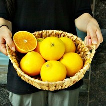 제주직송 고당도 제주 서귀포 황금향, 중소과, 1개, 2kg