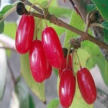 산수유나무/실생2년(10주묶음)/묘목/k0428