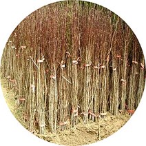 산수유나무 묘목 2년5주